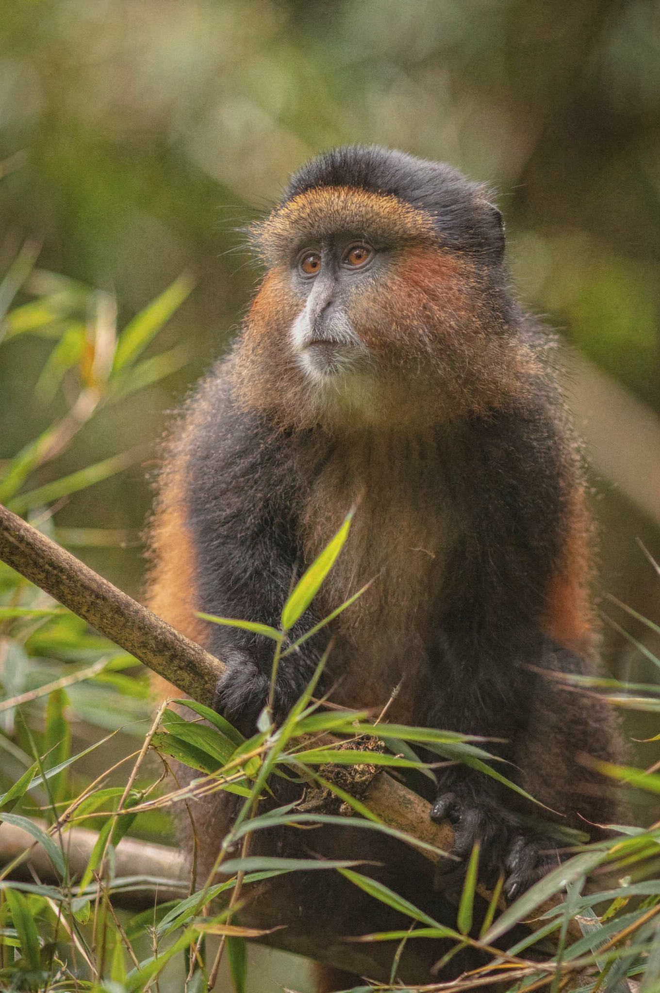 Golden monkey in Volcanoes National Park